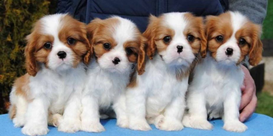 Dostupni štenci Cavalier King Charles španijela