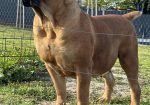 Južnoafrički mastif – Boerboel štenci