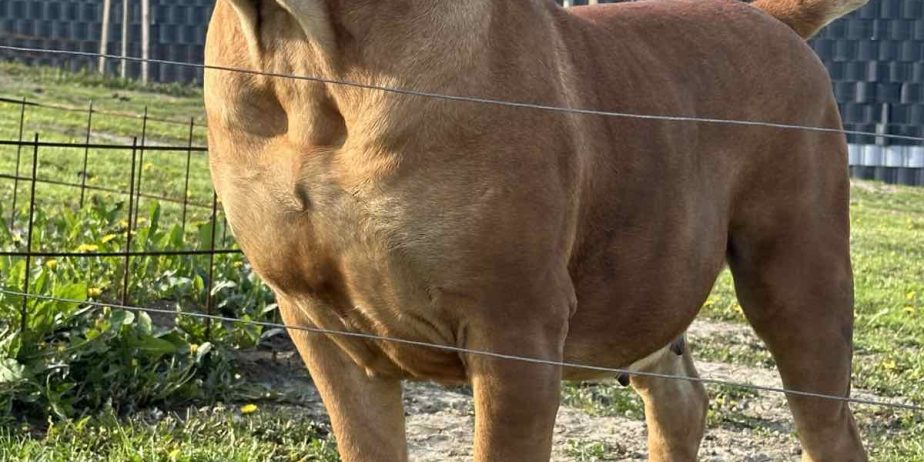 Južnoafrički mastif – Boerboel štenci