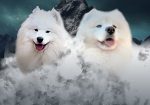 Samojed štenci i odrasli psi