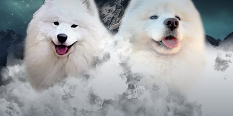 Samojed štenci i odrasli psi