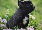 Francuski Buldog prelepi štenci