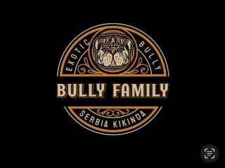 american-bully-01