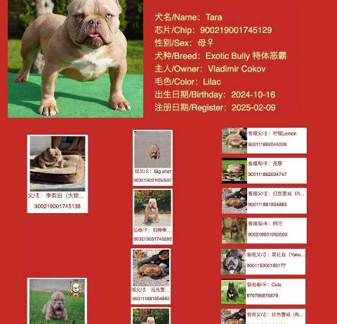American bully exotic štenci