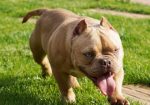 American bully exotic štenci