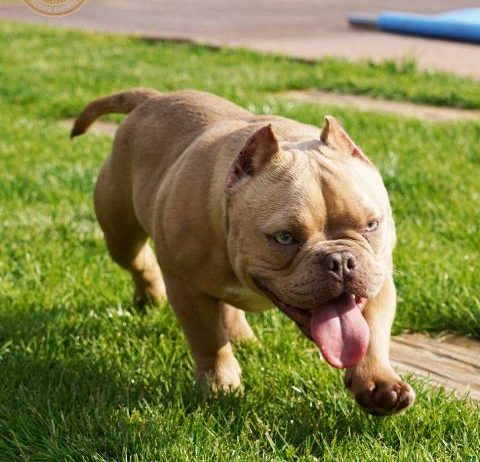 American bully exotic štenci
