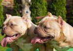 American bully exotic štenci