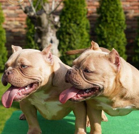 American bully exotic štenci