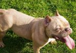 American bully exotic štenci