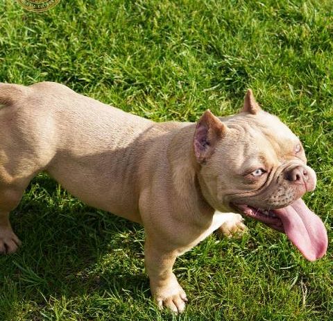 American bully exotic štenci