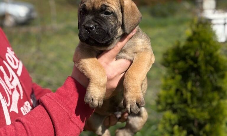 Cane Corso Kane Korso TOP KVALITET