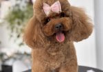 TOJ crvene pudle Odgajivacnica Hopy queen poodle