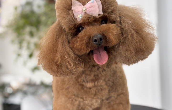 TOJ crvene pudle Odgajivacnica Hopy queen poodle