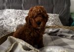 TOJ crvene pudle Odgajivacnica Hopy queen poodle