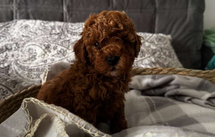 TOJ crvene pudle Odgajivacnica Hopy queen poodle