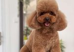 TOJ crvene pudle Odgajivacnica Hopy queen poodle
