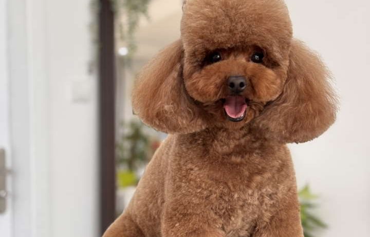 TOJ crvene pudle Odgajivacnica Hopy queen poodle