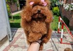 TOJ crvene pudle Odgajivacnica Hopy queen poodle