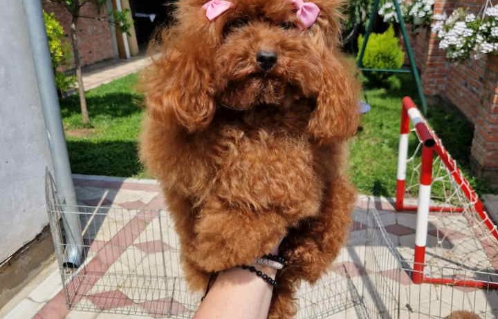 TOJ crvene pudle Odgajivacnica Hopy queen poodle