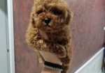 TOJ crvene pudle Odgajivacnica Hopy queen poodle