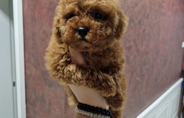 TOJ crvene pudle Odgajivacnica Hopy queen poodle