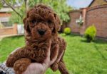 TOJ crvene pudle Odgajivacnica Hopy queen poodle