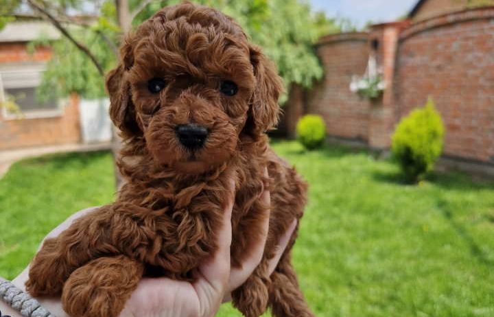 TOJ crvene pudle Odgajivacnica Hopy queen poodle