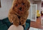 TOJ crvene pudle Odgajivacnica Hopy queen poodle