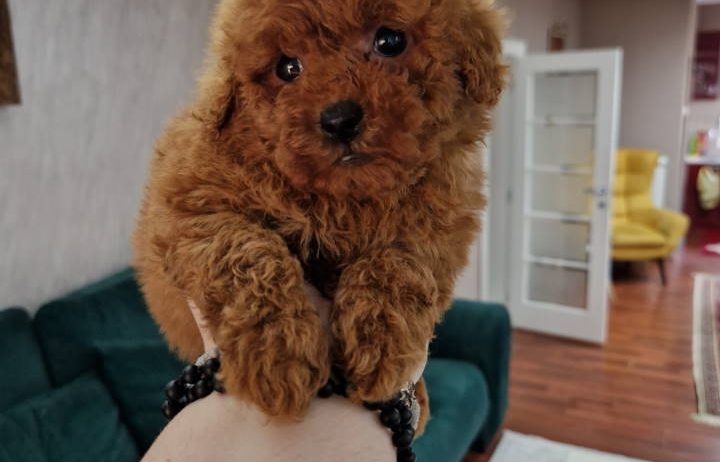 TOJ crvene pudle Odgajivacnica Hopy queen poodle