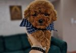 TOJ crvene pudle Odgajivacnica Hopy queen poodle