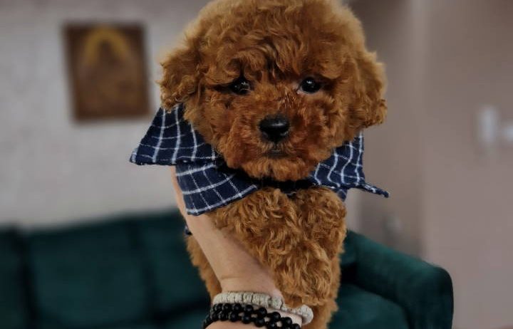 TOJ crvene pudle Odgajivacnica Hopy queen poodle