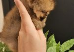 Prelepi POMERANCI vrhunske genetike