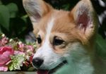 Velski korgi/Welsh Corgi Pembroke