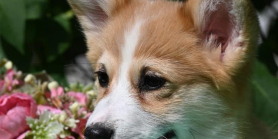 Velski korgi/Welsh Corgi Pembroke