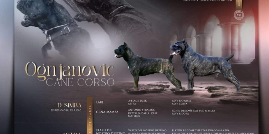 Cane Corso Kane Korso TOP KVALITET