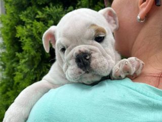 engleski-buldog-01