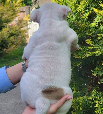 Engleski buldog, žensko štene