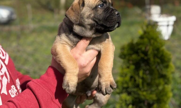 Cane Corso Kane Korso TOP KVALITET