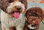 Dostupno novo leglo LAGOTTO ROMANJOLO
