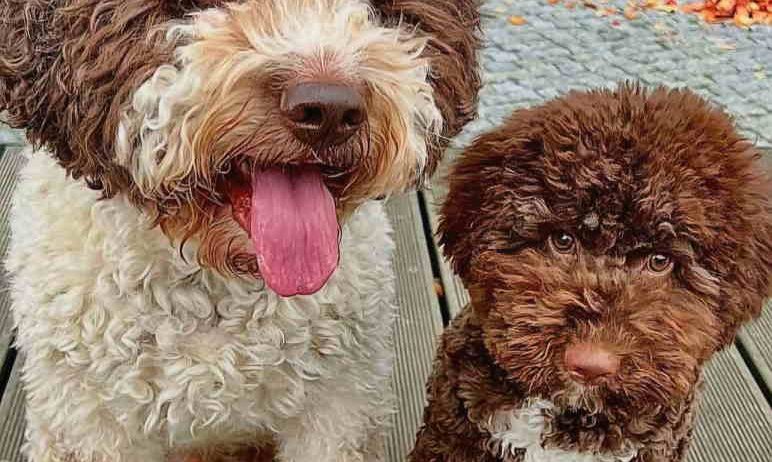 Dostupno novo leglo LAGOTTO ROMANJOLO