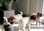Dostupno novo leglo LAGOTTO ROMANJOLO