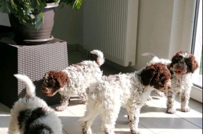 Dostupno novo leglo LAGOTTO ROMANJOLO