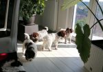 Dostupno novo leglo LAGOTTO ROMANJOLO