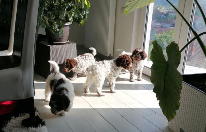 Dostupno novo leglo LAGOTTO ROMANJOLO