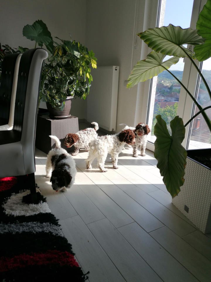 Dostupno novo leglo LAGOTTO ROMANJOLO