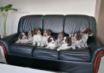 Dostupno novo leglo LAGOTTO ROMANJOLO