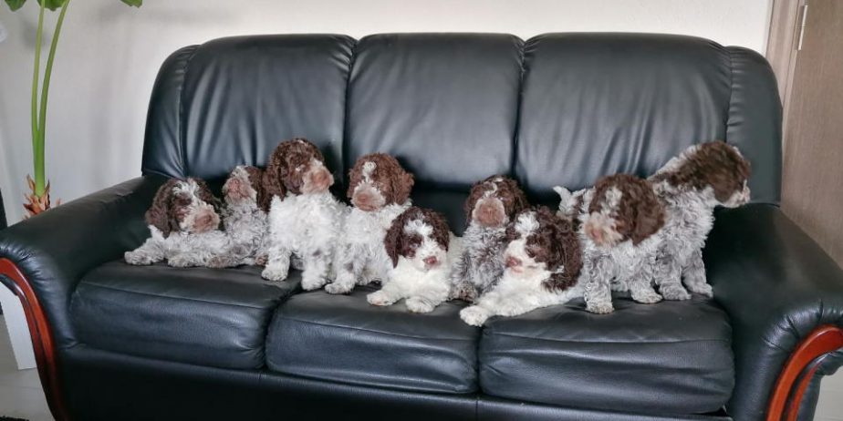 Dostupno novo leglo LAGOTTO ROMANJOLO
