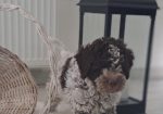 Dostupno novo leglo LAGOTTO ROMANJOLO