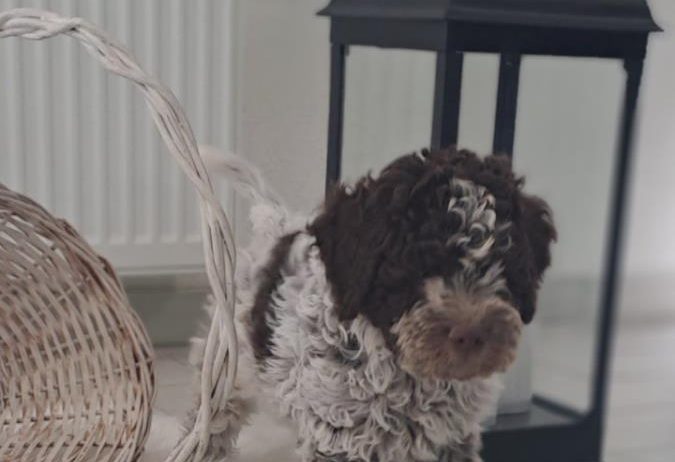 Dostupno novo leglo LAGOTTO ROMANJOLO