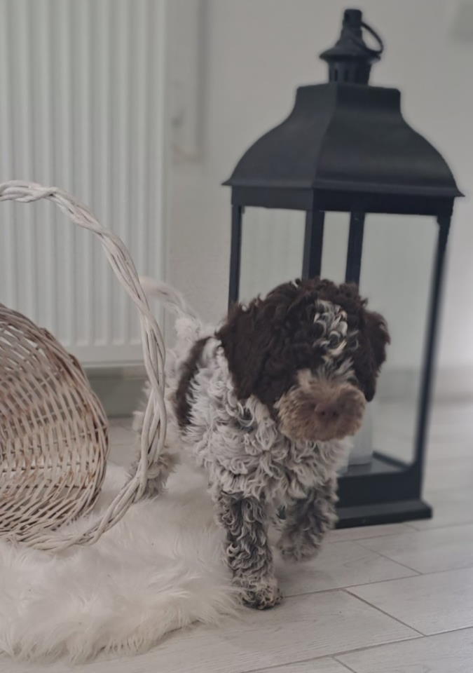 Dostupno novo leglo LAGOTTO ROMANJOLO
